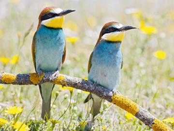 Обязанность уплатить НДС при ввозе товаров из стран ЕАЭС одинакова для всех. Применяемый режим здесь роли не играет