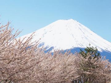 Даже если ИФНС запросила у вас целую гору документов, а вы не успеваете их откопировать, не рискуйте подлинниками, лучше попросите у налоговиков отсрочку