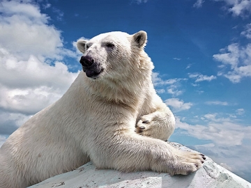 Бухгалтер для налоговых целей счел работы услугами и списал прямые расходы? Значит, он оказал фирме медвежью услугу, ведь штрафов и пеней не избежать