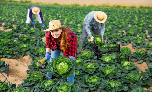 Новости: За главу КФХ минимальные взносы исходя из МРОТ не уплачиваются